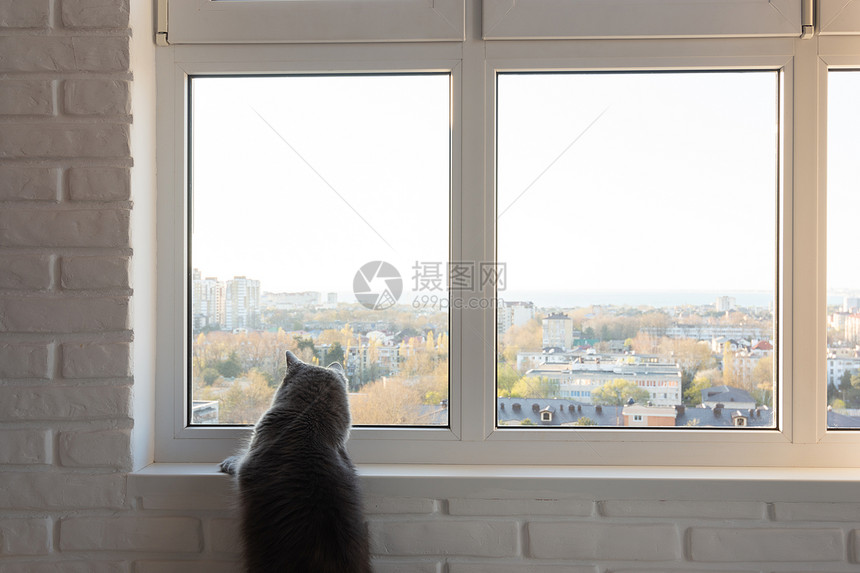 大灰猫对外面的窗户很感兴趣图片