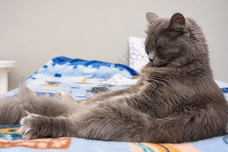 毛灰色的猫像男人一样睡在床上背景图片