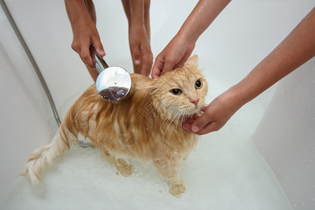 孩子们给一只家猫洗澡坐在一个大浴室里用淋水洗澡背景图片
