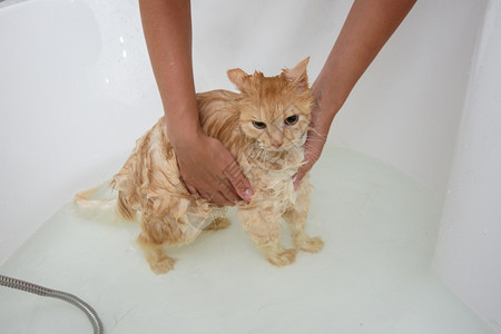 不喜欢猫在浴室洗澡的猫不喜欢水背景