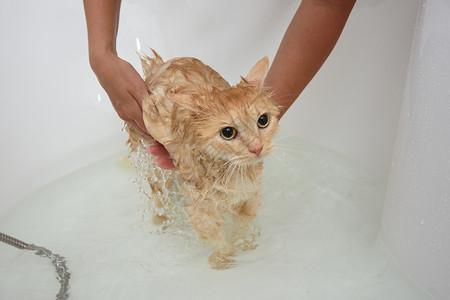 女主人洗家猫站在水里一个宽敞的浴缸里背景图片