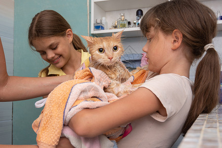 妈和孩子用毛巾擦湿的家猫图片
