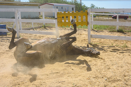 马在沙地上滚的马儿在沙地上升起尘埃的乌云图片