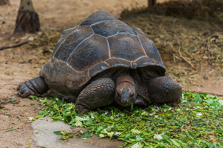 一只吃绿假的阿尔达布拉巨型乌龟高清图片