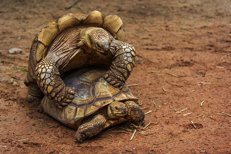 阿尔达布拉巨龟在花园里交配背景图片