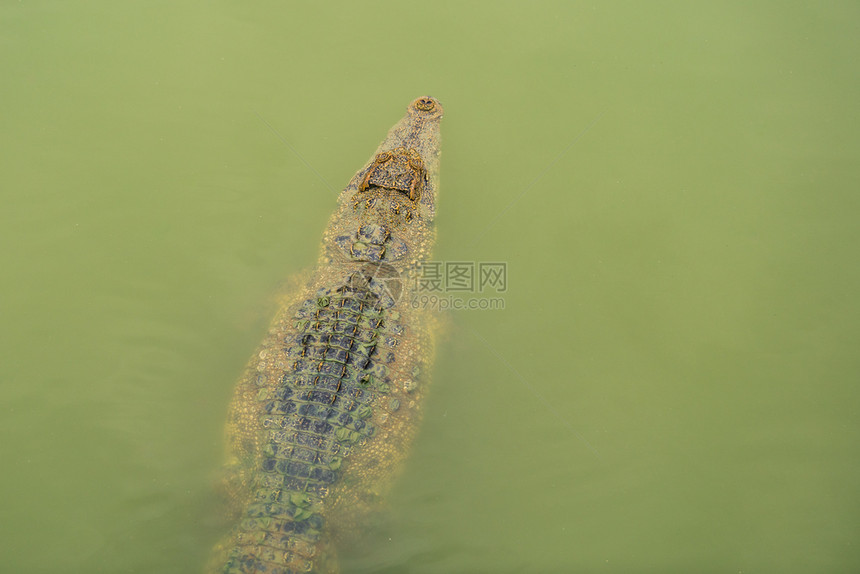 鳄鱼在水中游泳图片