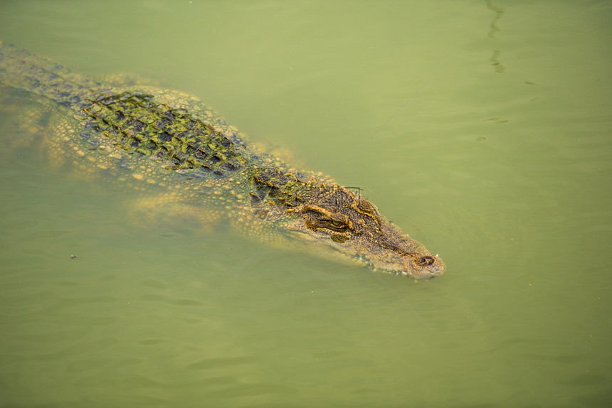 鳄鱼在水中游泳图片