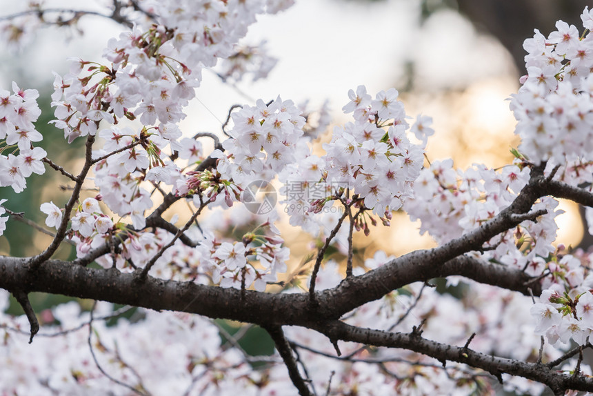 美丽的樱花春季桃图片