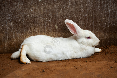 白兔或子在地上休息图片