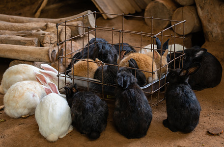 在农场里吃水果的兔子群高清图片