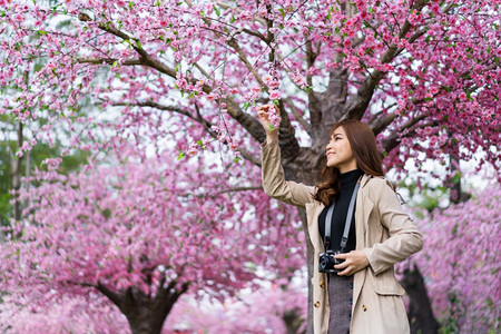 年轻女旅行者看着樱花或拿着相机在公园拍照图片