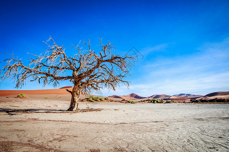 沙漠中的孤树图片