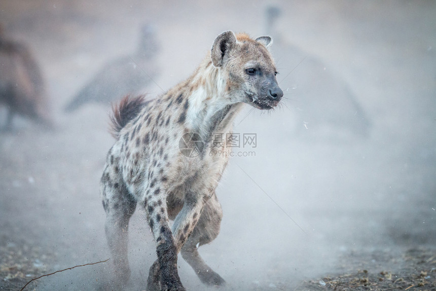 斑点鬣狗在尘土中奔跑图片