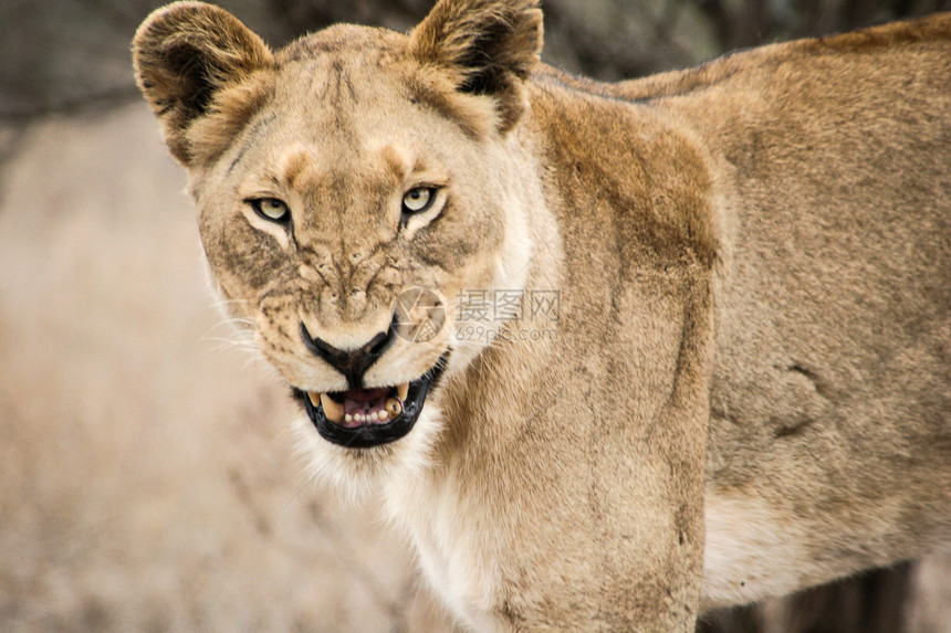 南非克鲁格公园的脾气暴躁狮子图片