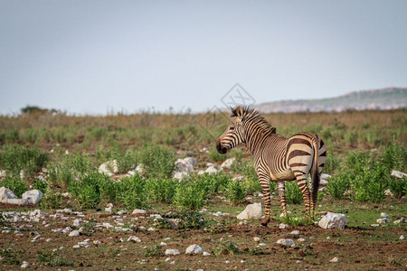 纳米比亚Etosha公园Zebra的侧面简介图片