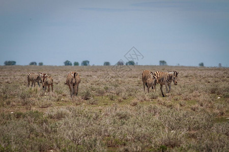 在纳米比亚Etosha公园Zebras集团朝摄像机走去图片