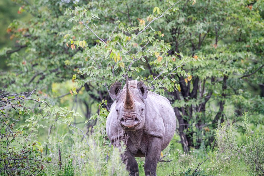 黑犀牛站在草地上盯着镜头看图片