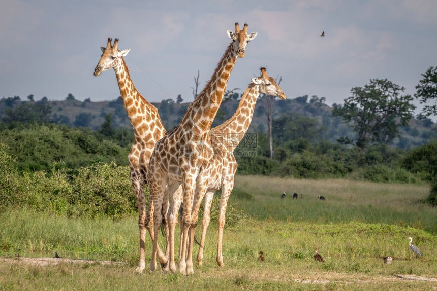 在博茨瓦纳乔贝公园的草原上站立着一群长颈鹿图片