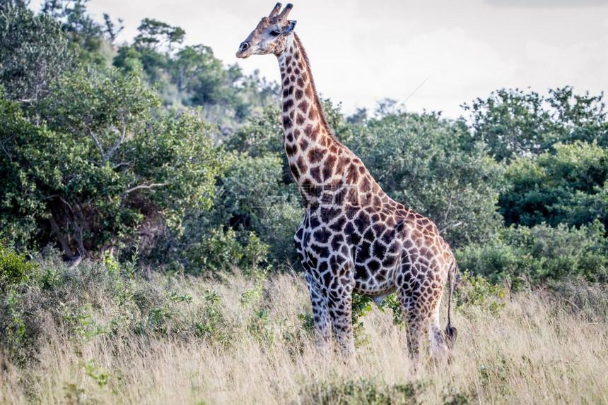 Giraffe站在博茨瓦纳乔贝公园的草原上图片