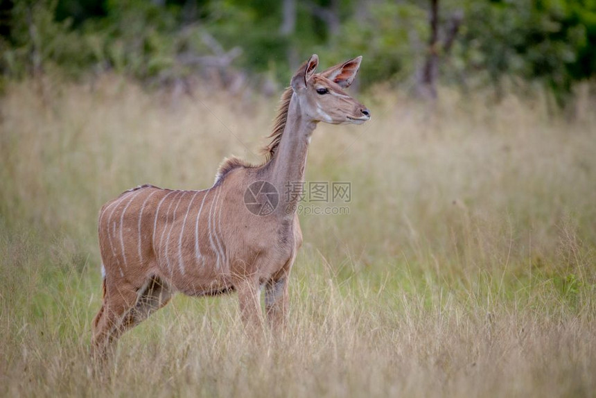 妇女Kudu站在草地上津巴布韦黄盖公园好奇图片