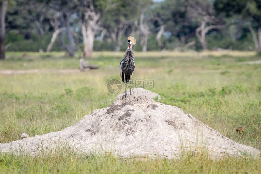 灰色冠式起重机站在津巴布韦黄盖公园的白蚁山上图片