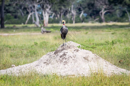 灰色冠式起重机站在津巴布韦黄盖公园的白蚁山上背景图片