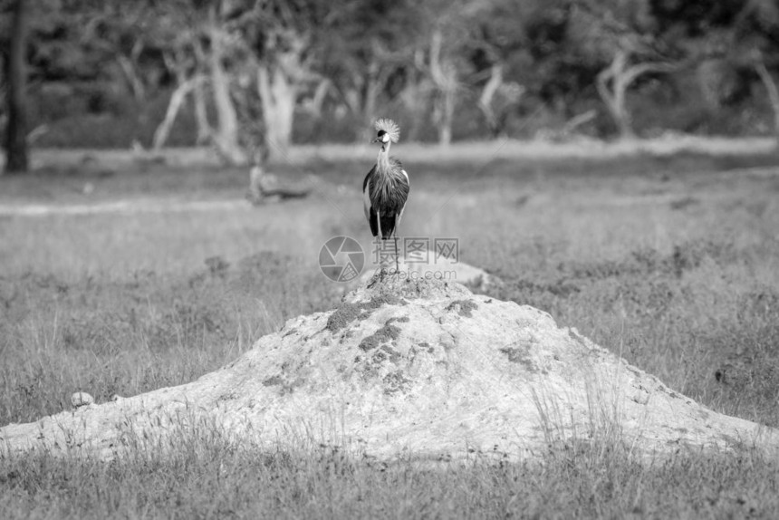灰色冠鹤站在津巴布韦黄盖公园的白黑的蚁山上图片