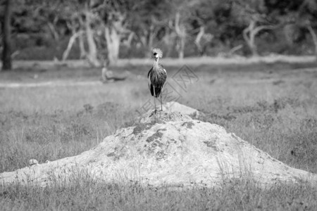 灰色冠鹤站在津巴布韦黄盖公园的白黑的蚁山上图片