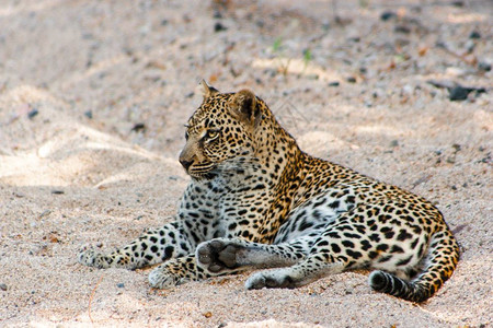 豹子在南非沙比滩堆中埋伏图片