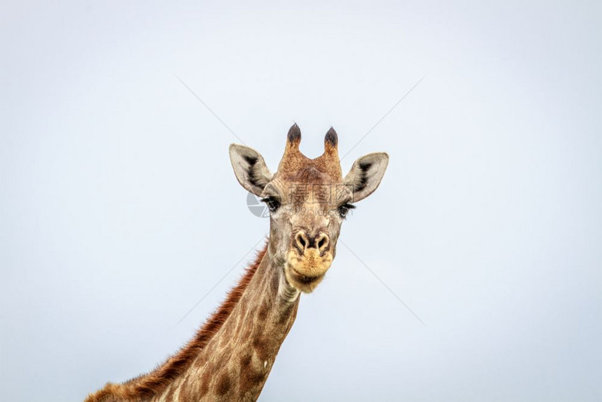 Giraffe看着纳米比亚Etosha公园的摄像头图片