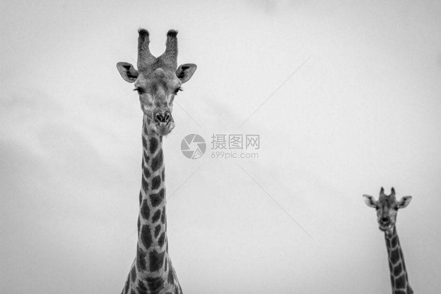 Giraffe看着纳米比亚Etosha公园的黑白照相机图片