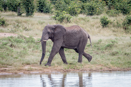 在Zimbawbe的Hwange公园的一个水坑里大象公牛图片
