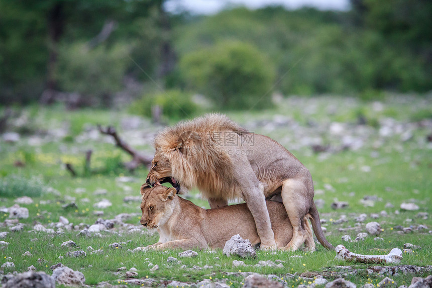 纳米比亚Etosha公园的马提狮图片