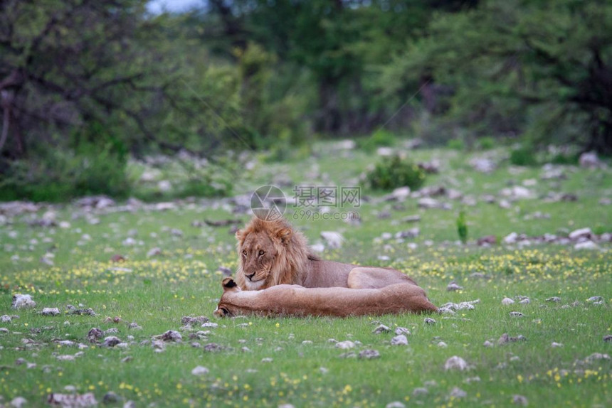 在纳米比亚Etosha公园的草地上躺着一对狮子配夫妇图片
