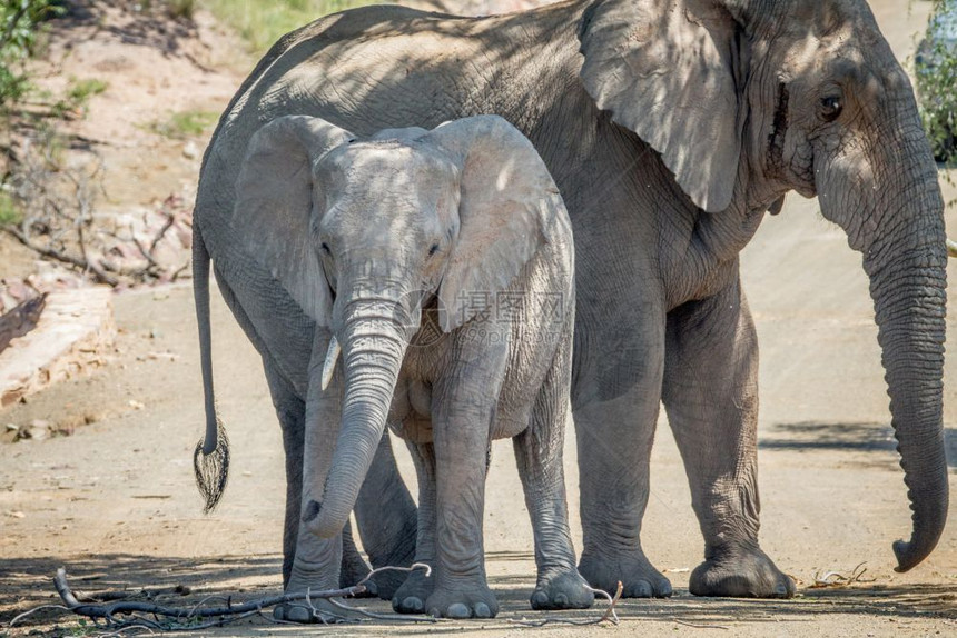 南非Marakele公园树荫下一棵有两只大象图片