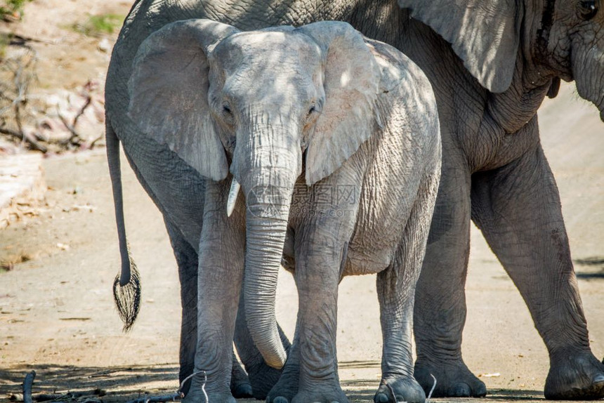 南非Marakele公园树荫下一棵有两只大象图片