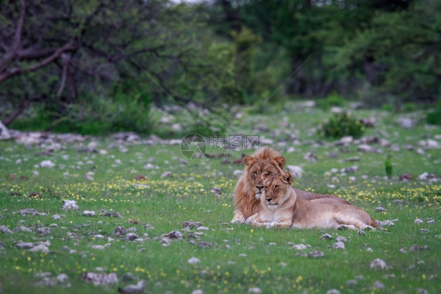 在纳米比亚Etosha公园的草地上躺着一对狮子配夫妇图片