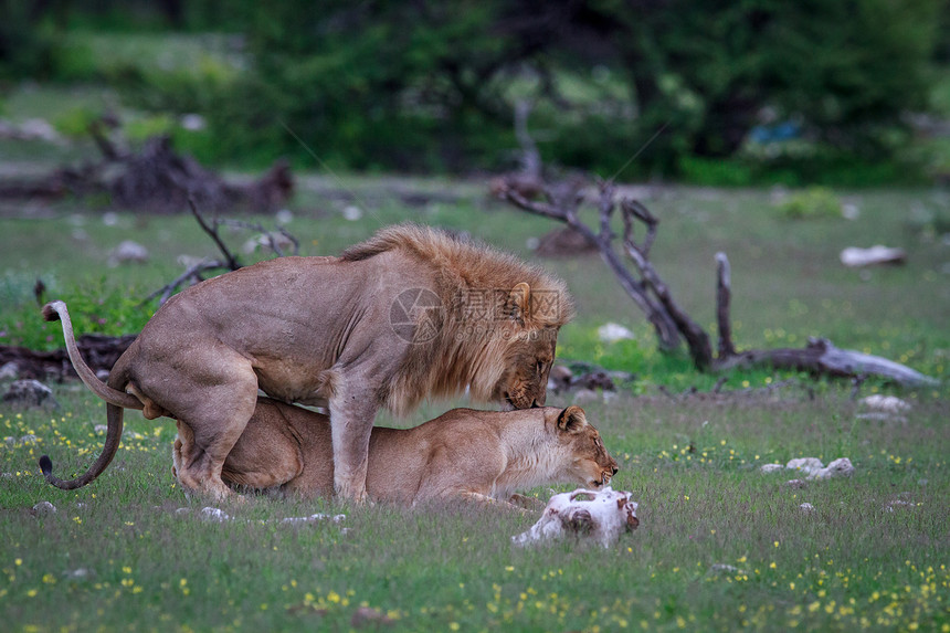 纳米比亚Etosha公园的马提狮图片