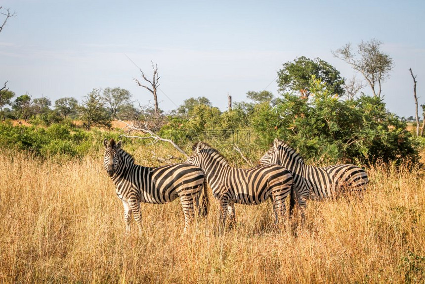 三个斑马站在南非克鲁格公园的草地上图片