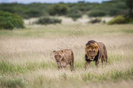 在博茨瓦纳中部Khalahari的草原上配对一狮子图片
