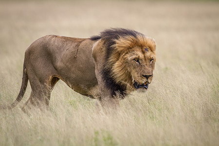 博茨瓦纳中部Khalahari高草地的雄狮高清图片