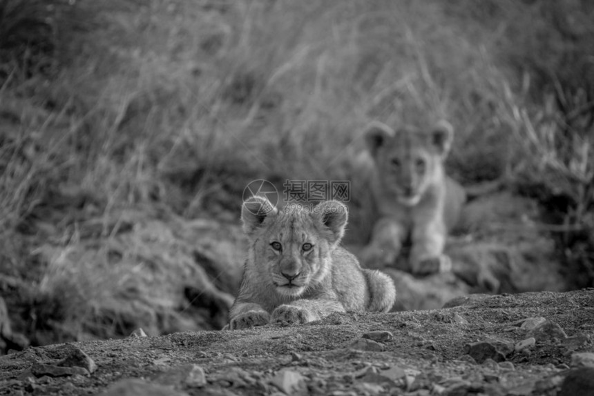 在南非皮拉内斯贝格公园两只狮子幼崽躺在一个黑白干燥的河床上图片