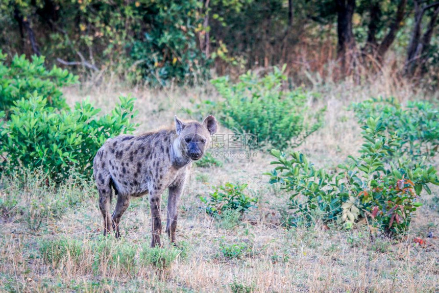 在南非克鲁格公园的草地上行走斑点土狼图片