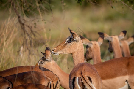 南非皮拉内斯贝格公园一群牧中女伊帕拉的侧面简介图片
