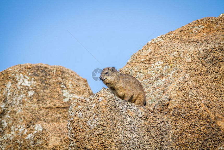 Rockhyrax坐在南非皮拉内斯贝格公园的一块岩石上图片