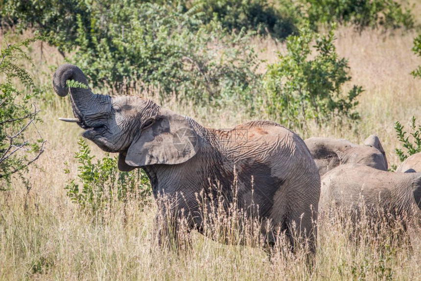 大象在南非皮拉内斯贝格公园的高草中吃东西图片