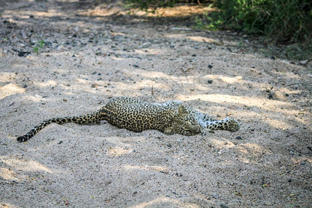 豹子躺在南非克鲁格公园的沙地上图片