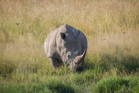 白犀牛站在南非草地上图片