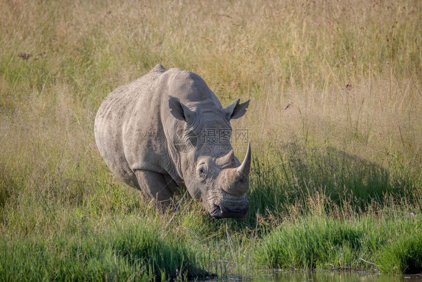 白犀牛站在南非水边的草地上图片