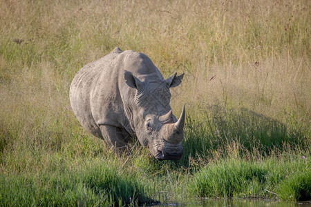 白犀牛站在南非水边的草地上图片